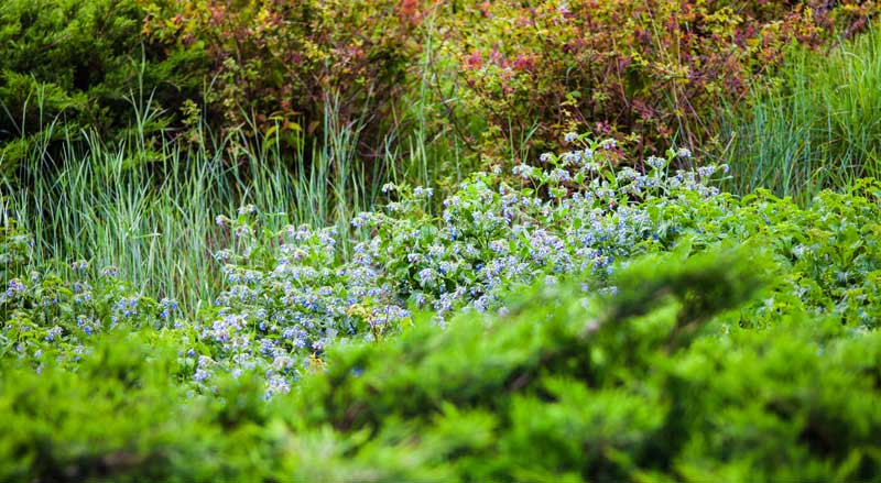 An overgrown section of a landscape with tall grasses, dense shrubs, and untrimmed wildflowers
