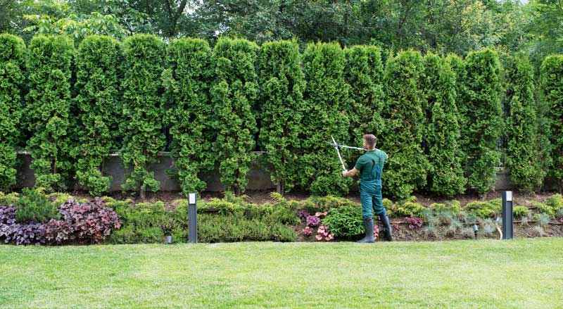 A landscaper uses long hedge trimmers to shape a tall row of evergreen trees in a well-maintained backyard.
