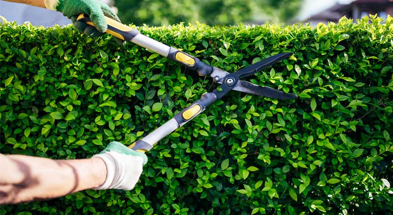 A gardener wearing gloves trims a neatly shaped hedge with large pruning shears.