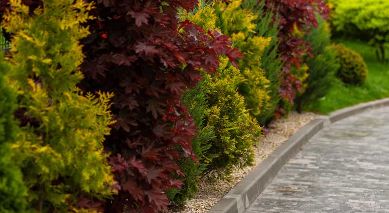Close-up of vibrant fall foliage and evergreen shrubs along a landscaped garden walkway.