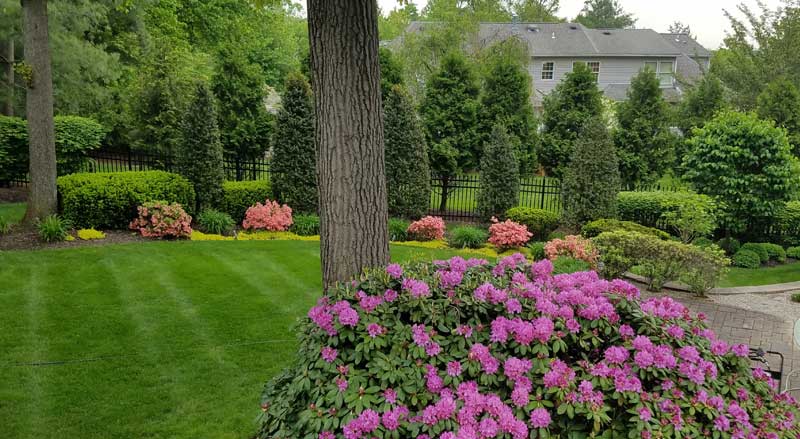 Lush backyard garden with pink fall flowers, manicured lawn, and privacy plantings in New Jersey.