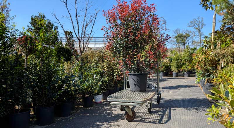 Private nursery owned by Lakeland Landscaping, featuring potted trees and shrubs ready for fall planting.