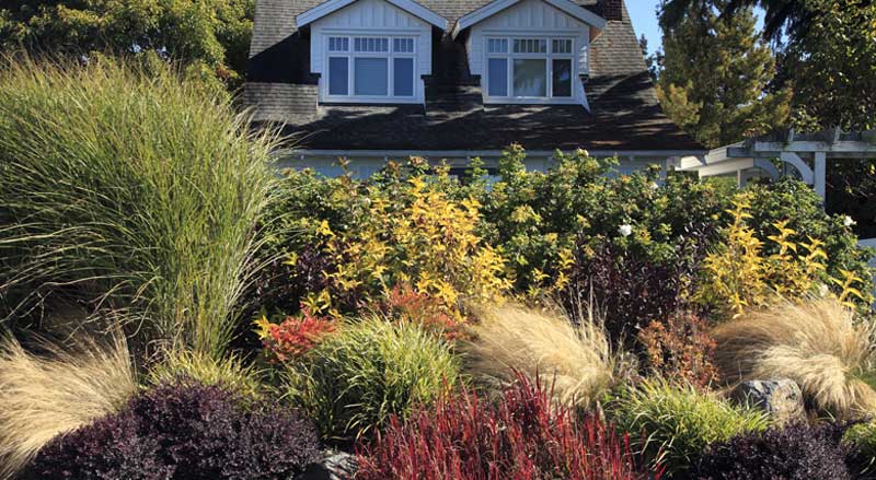 Colorful ornamental grasses and shrubs in a layered fall landscape design.
