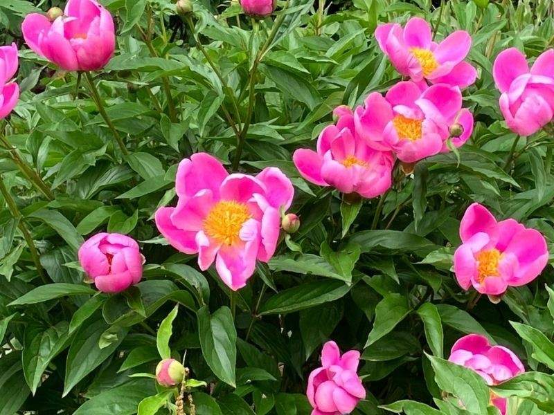 Bright pink blooms with yellow centers