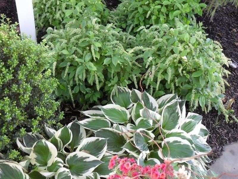 Evergreen Planting