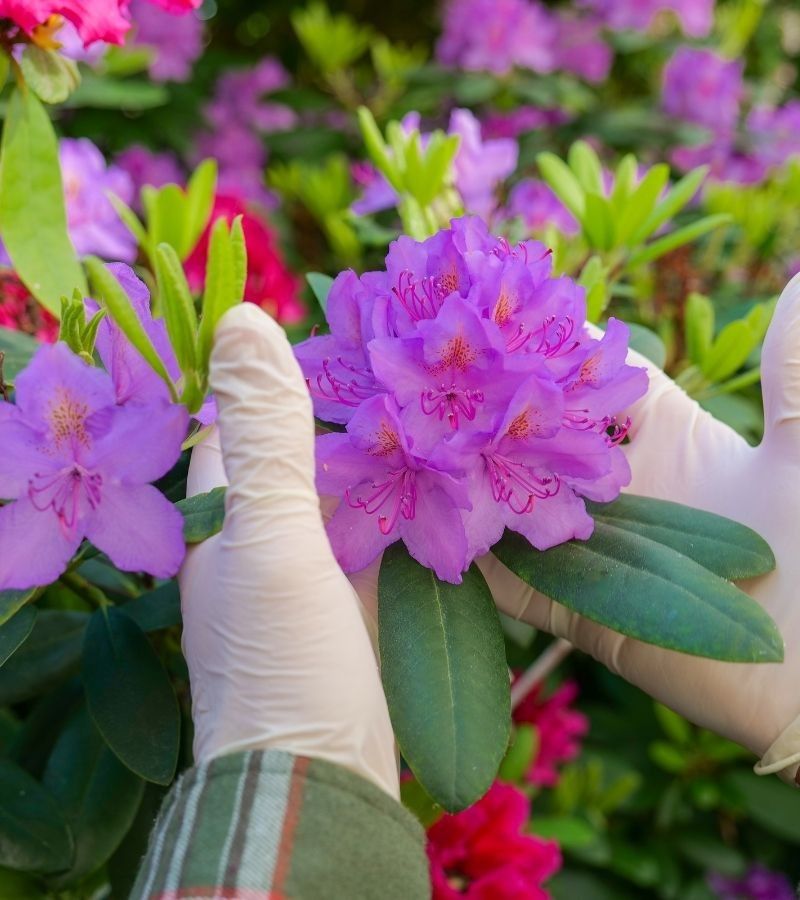Flowering Shrub Installation