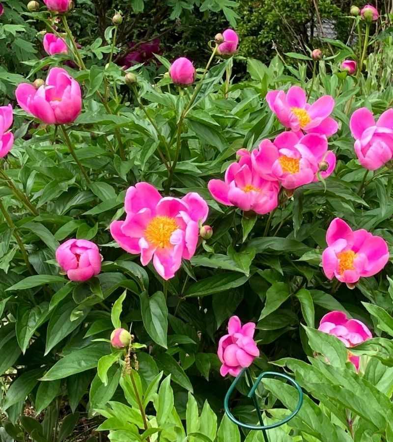 Ornamental Gardens