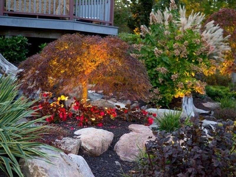 Ornamental Shrub Border