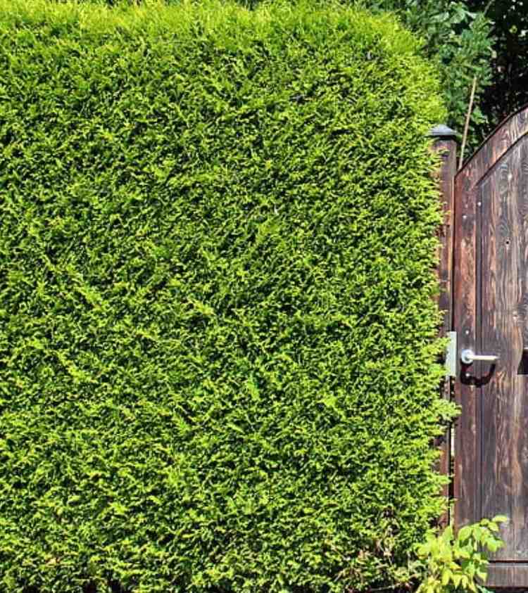 Privacy Hedge Installation