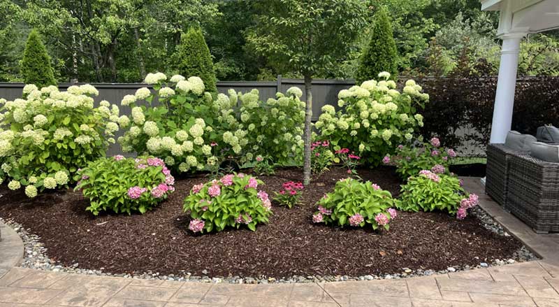 Hydrangea shrubs and flowering plants arranged in a clean mulched garden bed for spring in Morris County NJ.