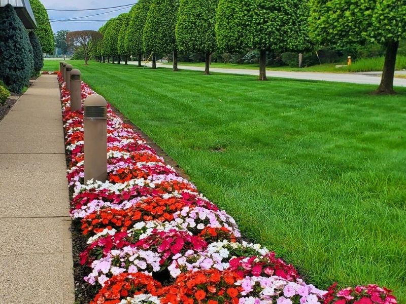 Colorful flower bed beside a neatly trimmed lawn and trees