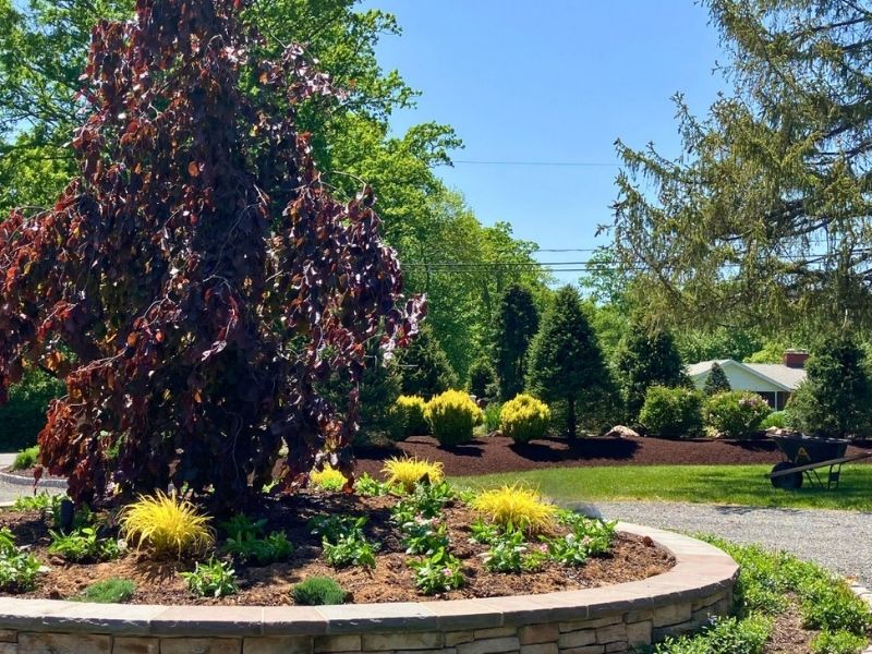 Landscaped garden with tree, shrubs, and curved stone border