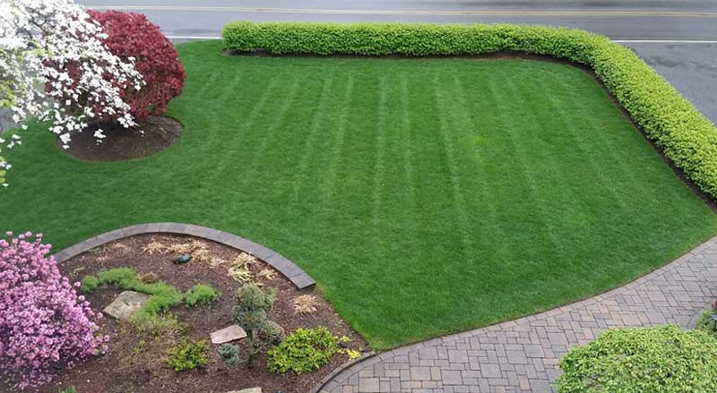Manicured lawn with defined edges and trimmed hedges showing professional landscape maintenance detail and precision care.