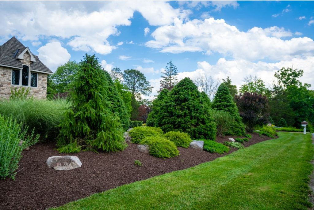Landscaped yard with evergreen trees, shrubs, mulch beds, rocks, and lawn