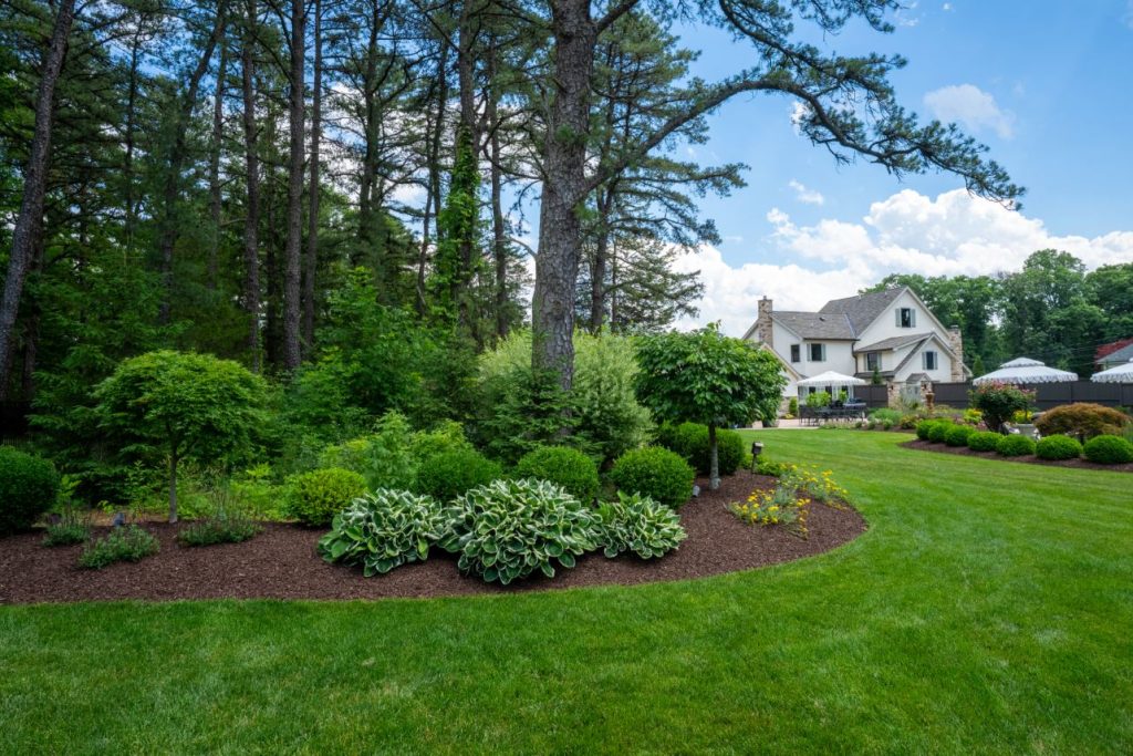 Residential lawn with curved planting beds, mature pine trees, shrubs, and a house