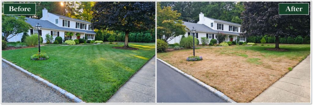 Before and After Lawn Renovation